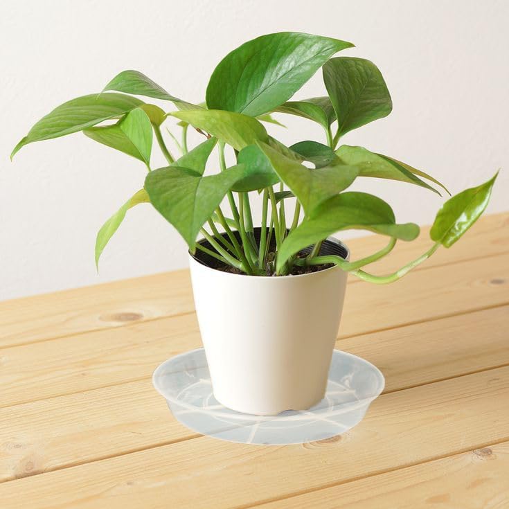 Afrine 6 Pack 4 inch Plant Saucer Drip Tray, 4 5 6 8 9 10 12 14 16 18 inch, Heavy Sturdy Plastic Planter Flower Pot Saucers for Indoor Outdoor Garden, Plant Water Drip Trays for pots Base (4", Clear) - Image 3